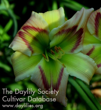 Daylily Gaudy Grasshopper